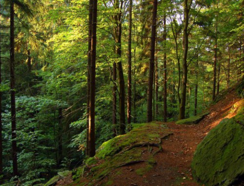 DB: Fahrtziel Natur Thüringer Wald