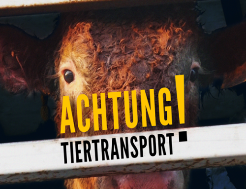 MDR/ARD: Achtung Tiertransport