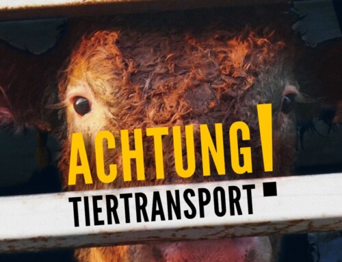 MRD/ARD: „Achtung Tiertransport – Lange Wege auf den Teller“